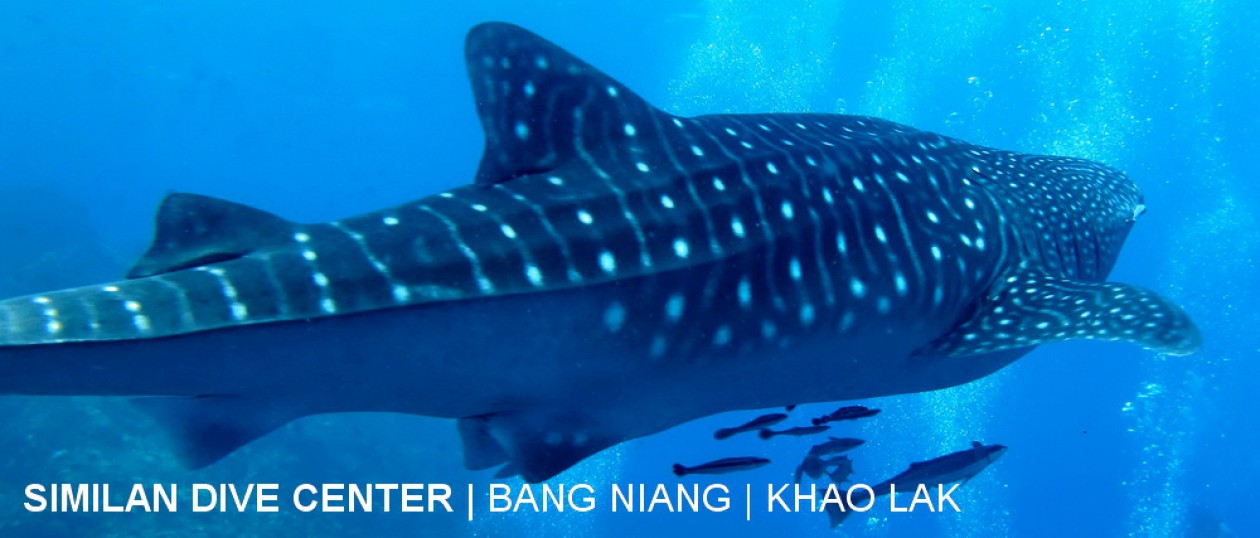 Khao Lak     Dive     safari   with Similan  Dive     Center™